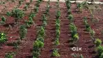Gauribidanur Farm with Luxury Amenities & Verified Documents