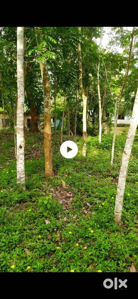 കൊട്ടാരക്കര താമരശ്ശേരിയിൽ 7 സെന്‍റ്  റെസിഡെൻഷ്യൽ പ്ലോട്ട് വിൽപനയ്ക്ക്