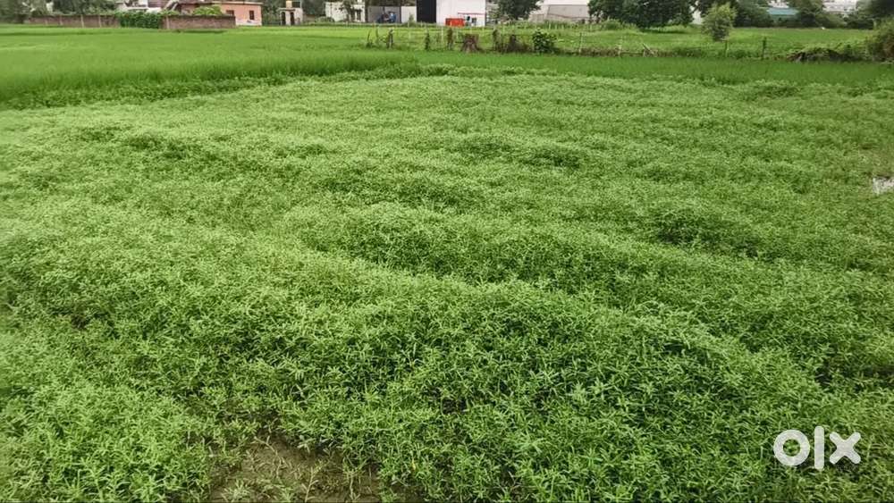 20 marla plot Available