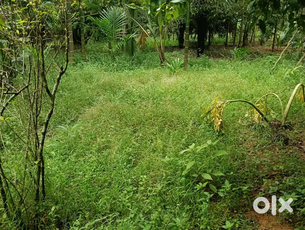 പുത്തൻചിറയിൽ 95 സെന്റ്  സ്ഥലം വില്പനക്ക്