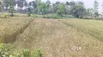 Premium Residential & Agricultural Land for Sale in Chiraiya, East Cha