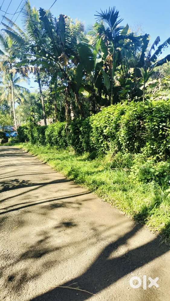 Wayanad 1 acre