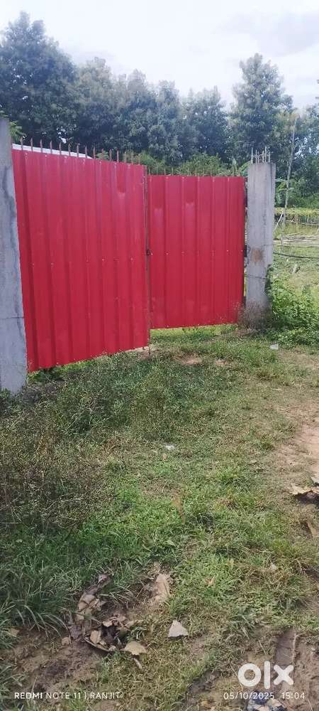 Assam lumping jarngdisa new coloni pamp rood