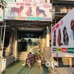 veterinary doctor / veterinary live stock assistant