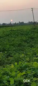 Agriculture land for sale  near to mailam temple