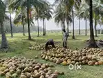 3 Acres beautiful coconut farm with house, cow farm & drip