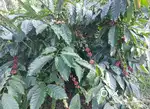 8 ACRES COFFEE ESTATE FOR SALE