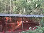 Newly constructed Poultry farm for sale near Perukadavila