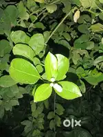 Lemon plant (all time fruit on plant)