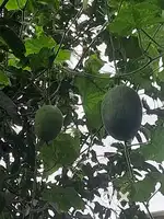 2.67 acre land, 150 തെങ്ങ്, 40 ജാതി, പലവക 30, urgent sale