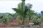 Traditional Village Games entertainment