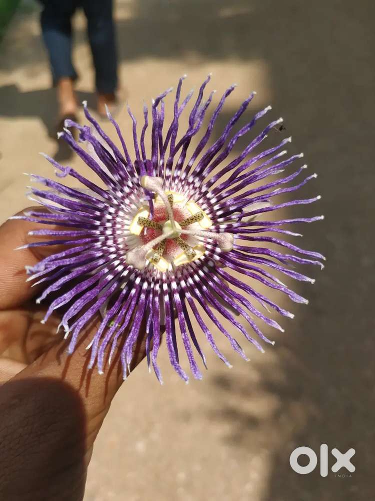 Koi kaam ho to aapna number do