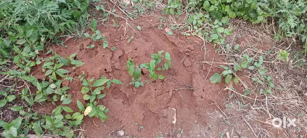 Land for sale Sirumugai 5 cent square Size land