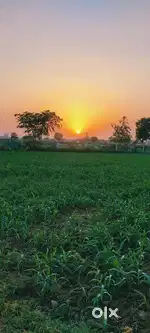 Field for rent