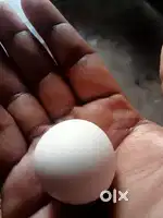 Samudri waite boll