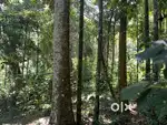 3 Acre Mixed cultivation Resort land@Wayanad,Vythiri