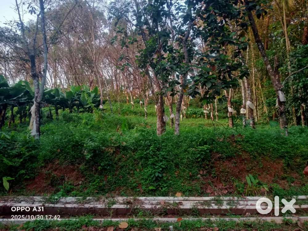 Rubber Plantation plot for sale