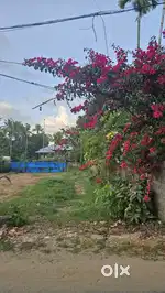 20 Cent Residential Plot for Sale in Methala – East Facing
