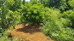 Farmlands in Hyderabad
