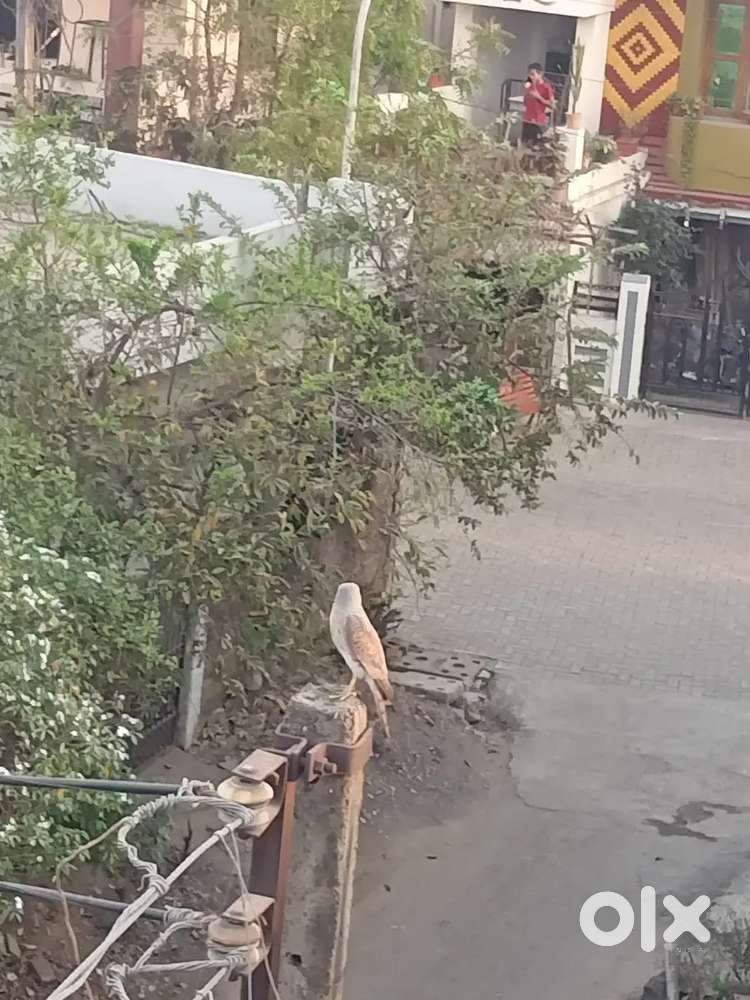 Sale my property for shop godown residential 600 sq ft