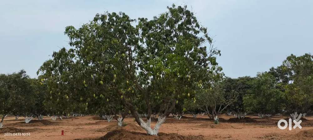 FARM LAND AT THIRUVALLUR LOCATION