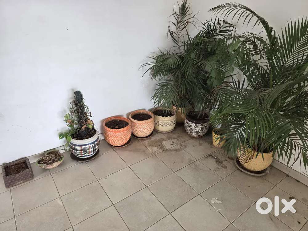 Decorative Flower Pots for sale