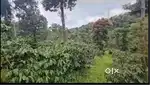 3 Acre Coffee & Pepper Plantation for Sale – Sakleshpur (NH Roadside)