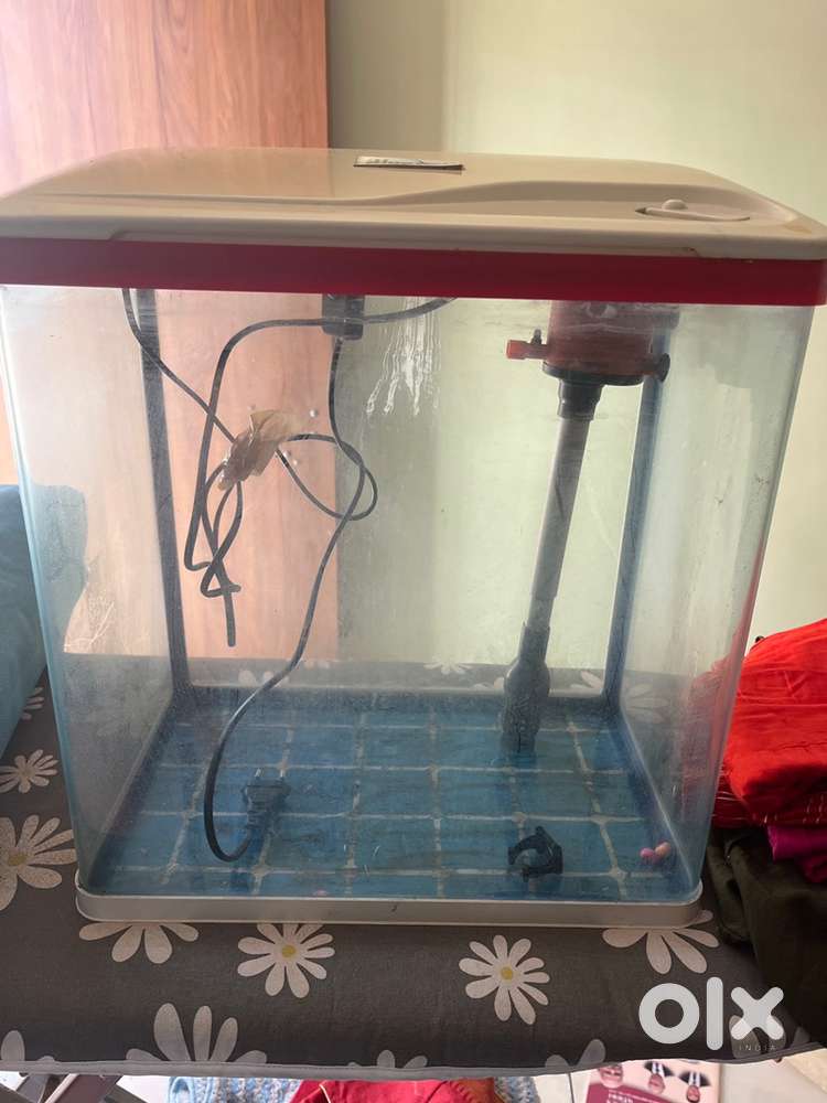 Fish Aquarium