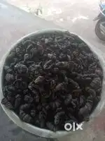 നാടൻ കുടം പുളി