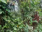 20 Cent Land for Sale at Valavucodu Palakavu – ₹14 Lakhs Total