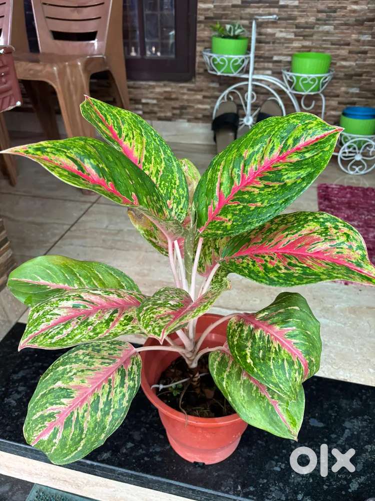Home cultivated aglaonema plant for sale RS 199
