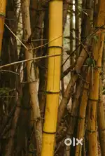 Yellow bamboo for sale (big bamboo trees , not plants)