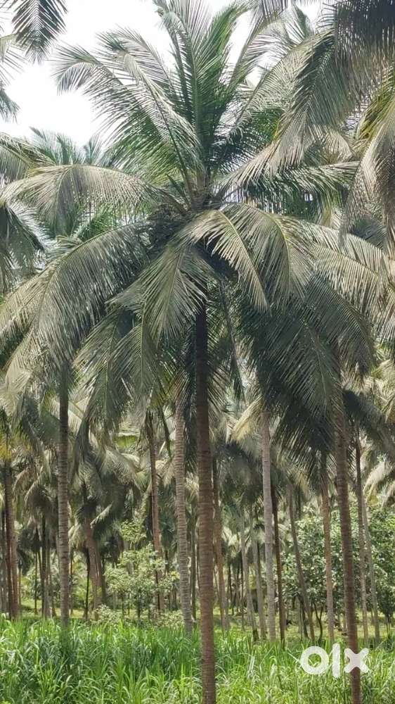 3 acre 50 cent coconut farm