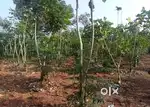 Idukki Kambilikandam Near 4 AC LA pattayam Land for sale
