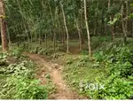 1 acre 12 cent road side newly tapped rubber