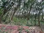 50 cent Residential Plot for Sale– Cheriyakolla, Kunnathukal