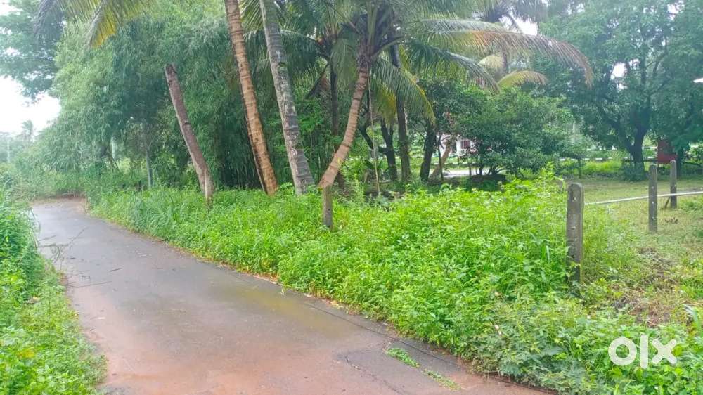 1385m2 plot in Benaulim. 200 mts from main Benaulim varca road.