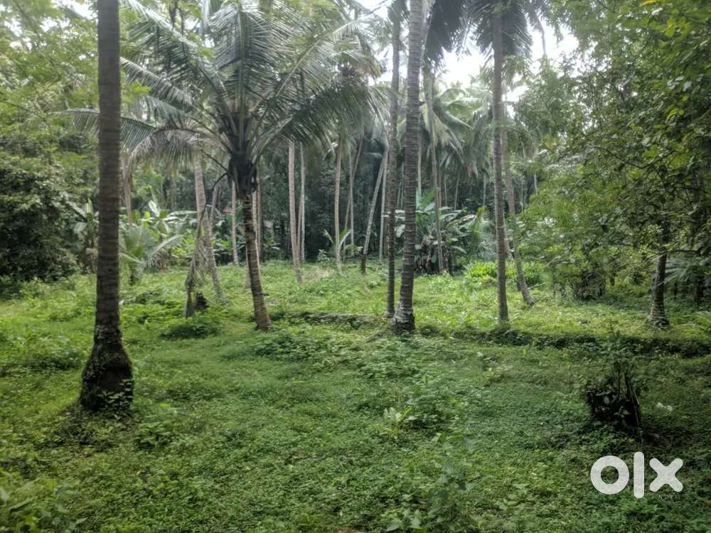 90 cent parambu for sale near ambalathululangara