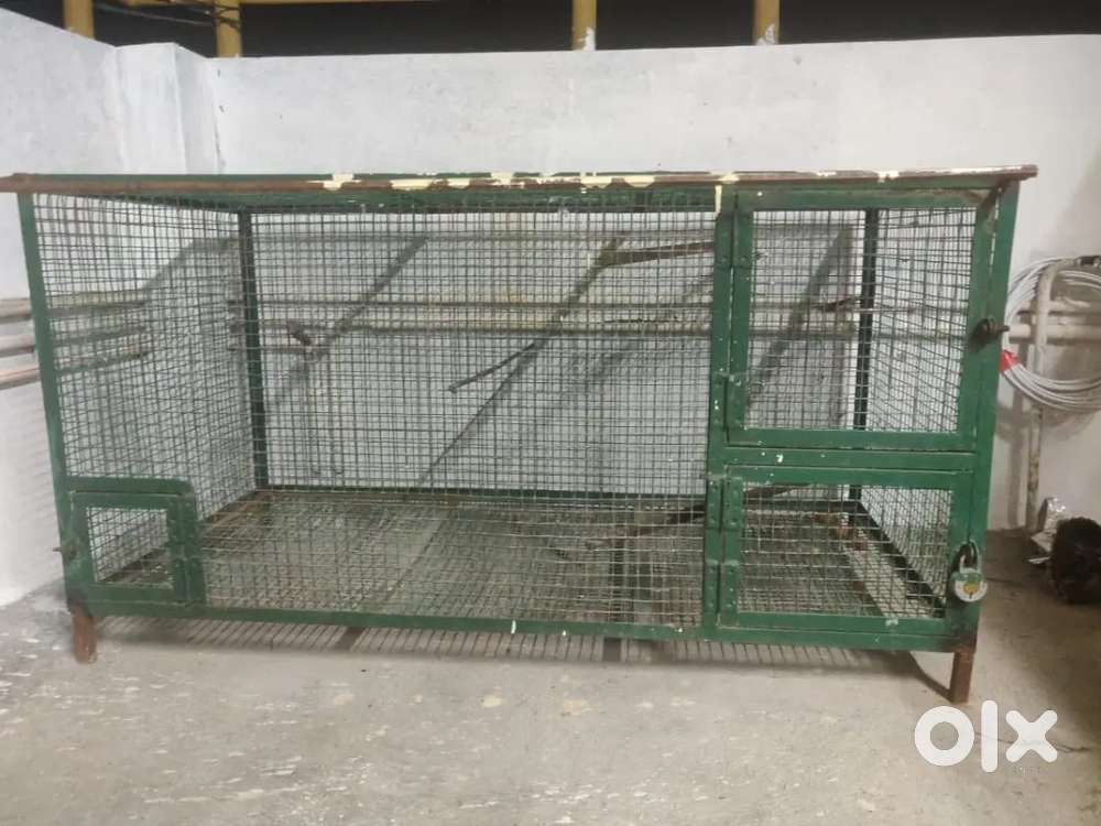 Birds cage