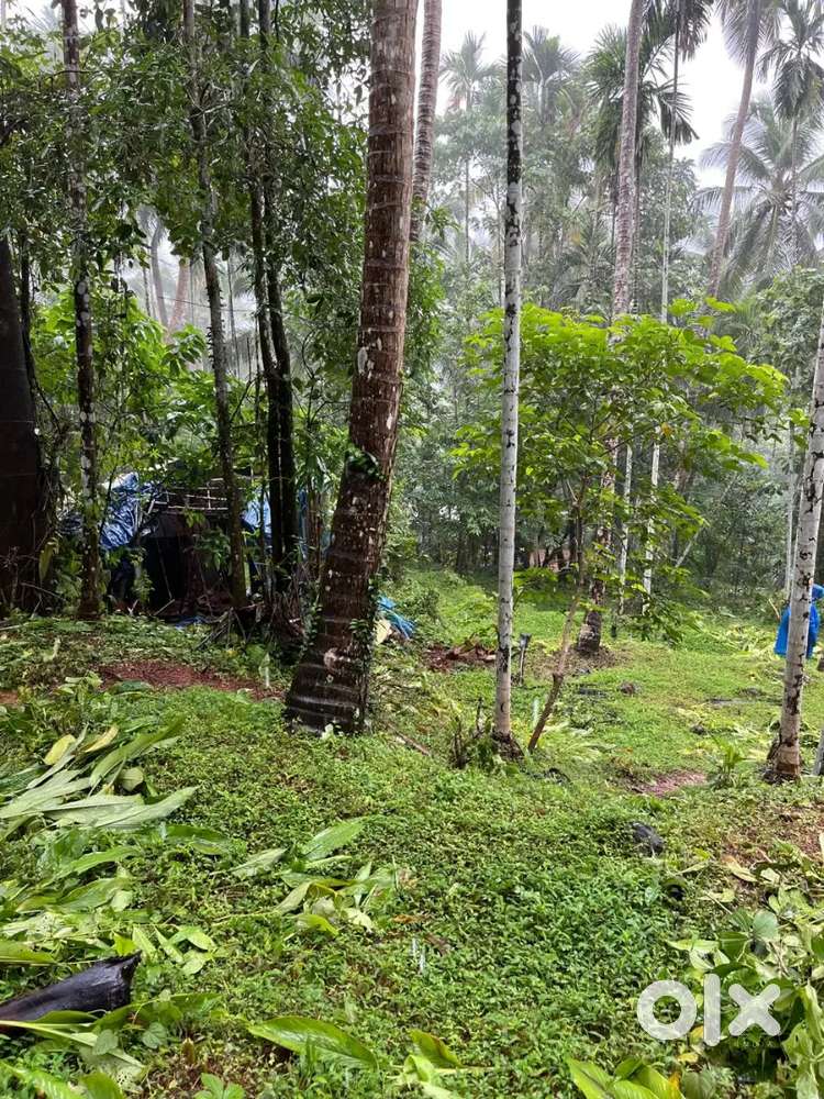 Plot for urgent sale