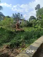3 Gonda plot in Reshambagan