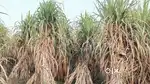 36 bigha unn shamli agriculture land for sale shamli