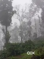 Coffee land