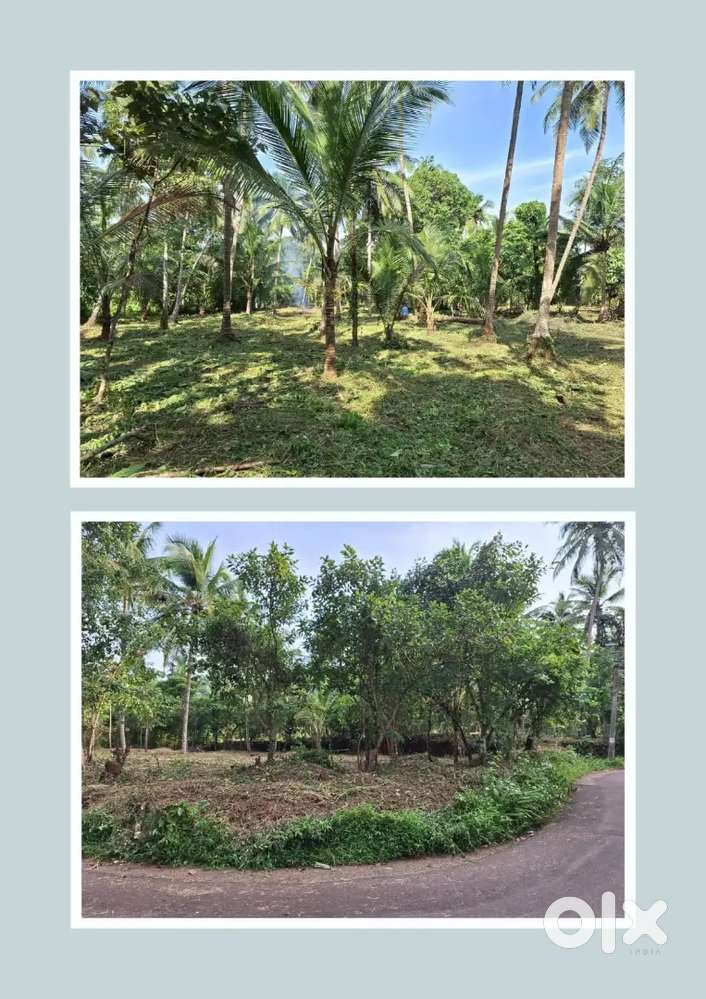 15cents residential plot chalakun- kannur behind Manorama press.