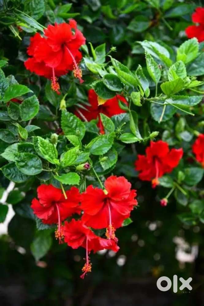 Gudhal Flower Plant Live Garden Plant For Home ( गुड़हल फूल का पौधा )