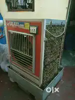 1 Year Old Desert Cooler (3.5 ft)