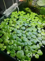 Aquatic plant for planted aquarium and ponds