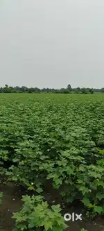 PRIME 4.5 ACRE AGRICULTURAL LAND FOR SALE IN PALOTI WARDHA
