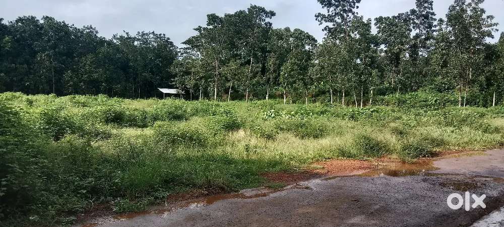 Muvatupuzha mekkadampu 10 cent houseplot 800 MTR from NH