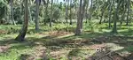 43 cent house plot land for sale in vijayanagari